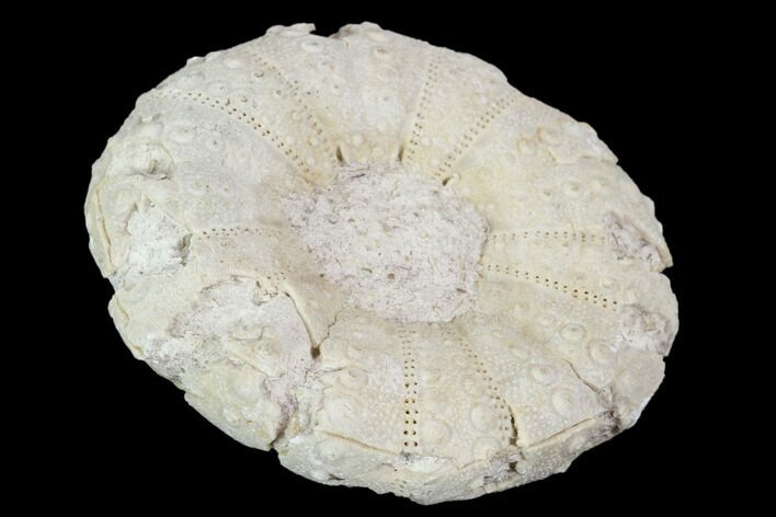 Fossil Sea Urchin (Heterodiadema) - Morocco #104474
